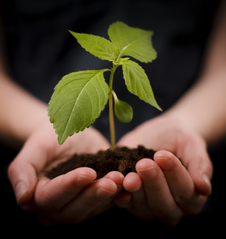 Rastlina , zeleno, narava, skrb za okolje